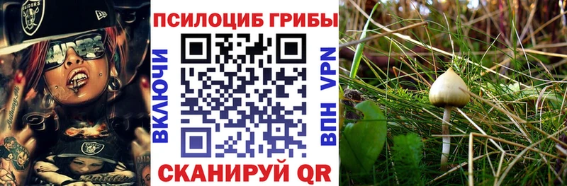кракен зеркало  Клин  Псилоцибиновые грибы мицелий 